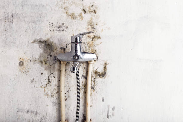 Best Home Mold Removal  in Shippensburg University, PA