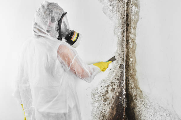 Best Certified Mold Removal  in Shippensburg University, PA