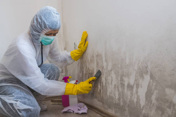 Best Attic Mold Removal  in Shippensburg University, PA