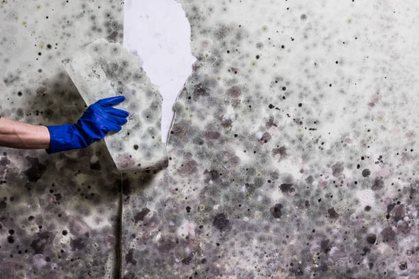 Best Local Mold Removal Service  in Shippensburg University, PA